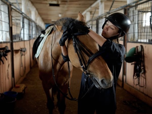 Horse Care Volunteer Project