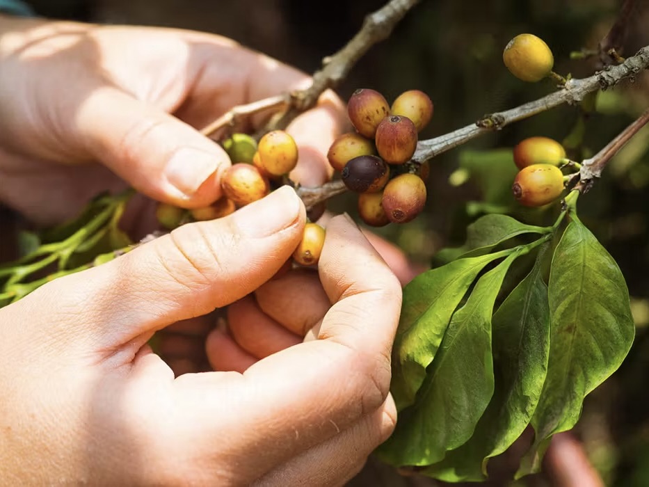 Eco-Agriculture Conservation